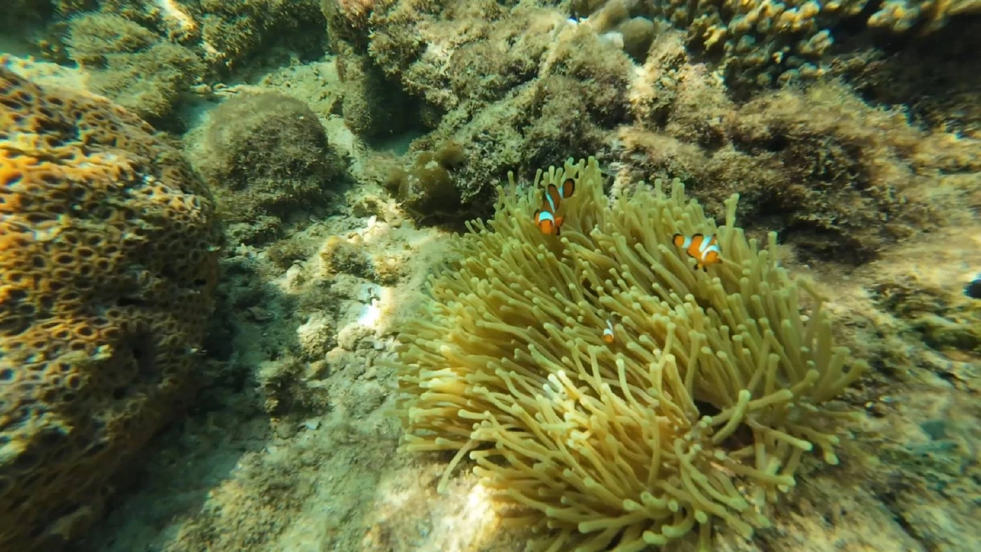 พาชมความงามท้องทะเลตรัง ที่เกาะเหลาเหลียง กับฝูงปลากะตัก แหวกว่ายแนวปะการัง