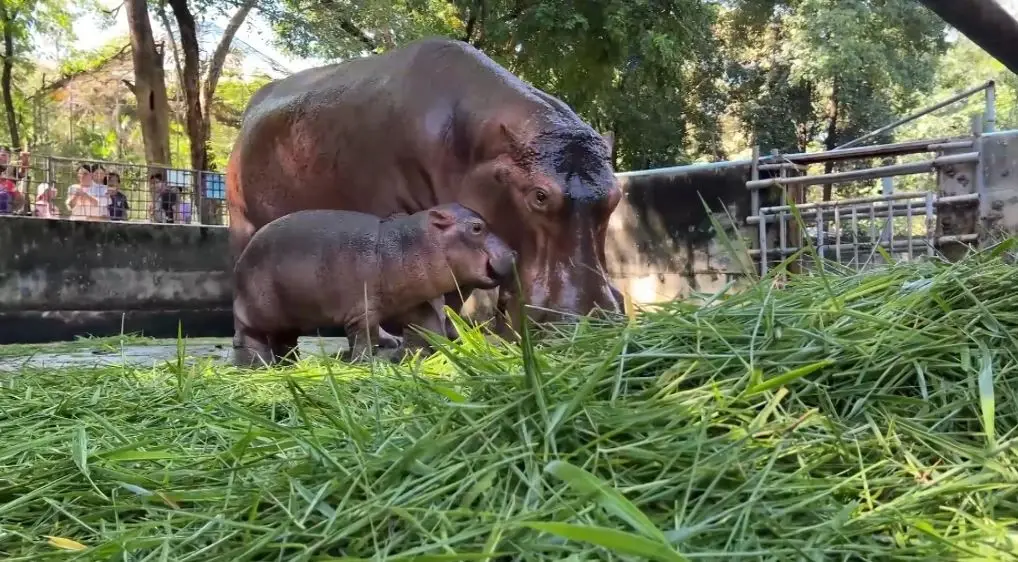 สวนสัตว์ศรีสะเกษคึกคัก นักท่องเที่ยวแห่ชม-ให้กำลังใจ "ลูกฮิปโป" หลังเจอบูลลี่