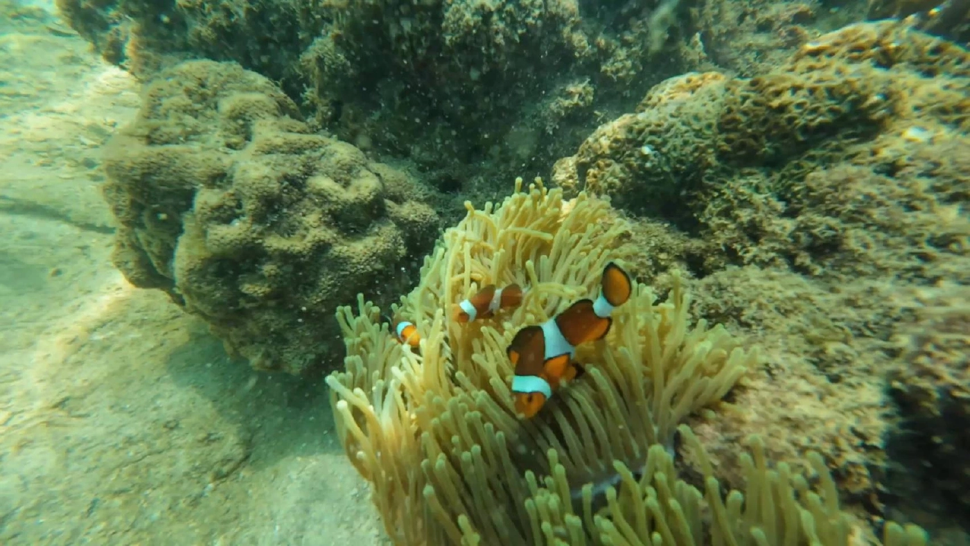 พาชมความงามท้องทะเลตรัง ที่เกาะเหลาเหลียง กับฝูงปลากะตัก แหวกว่ายแนวปะการัง