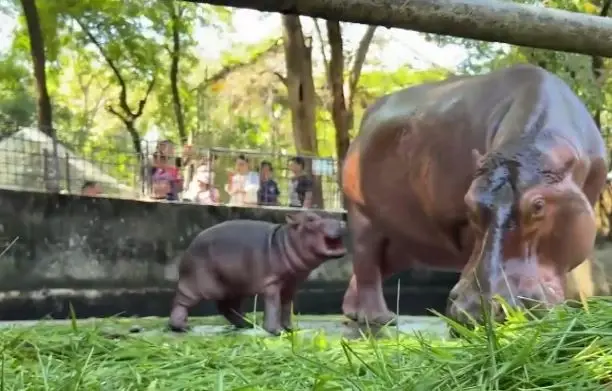 สวนสัตว์ศรีสะเกษคึกคัก นักท่องเที่ยวแห่ชม-ให้กำลังใจ "ลูกฮิปโป" หลังเจอบูลลี่