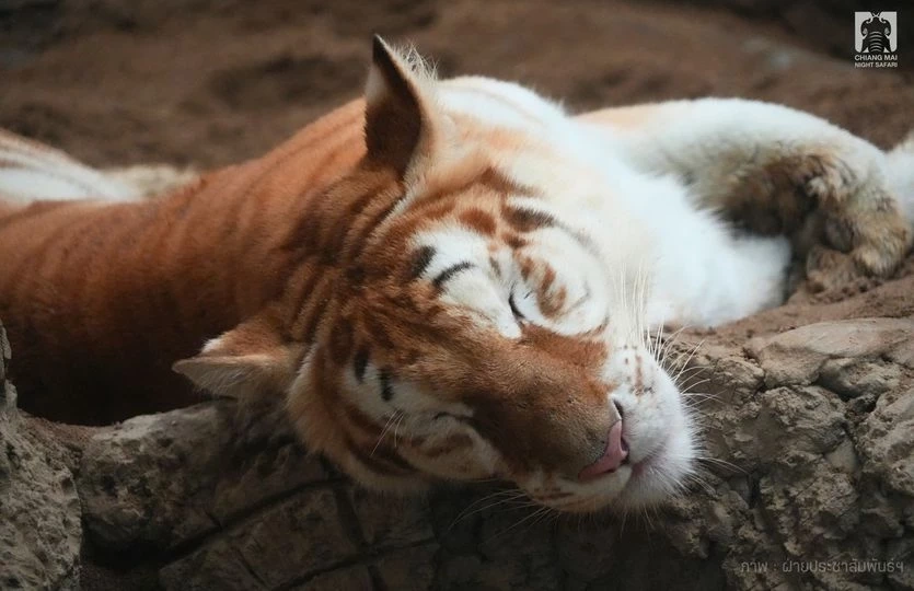 รวม 4 ดาวเด่นตัวเต็ง แห่งเชียงใหม่ไนท์ซาฟารี