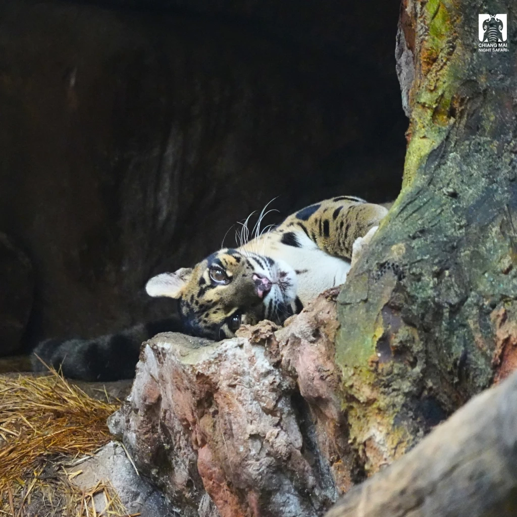 รวม 4 ดาวเด่นตัวเต็ง แห่งเชียงใหม่ไนท์ซาฟารี