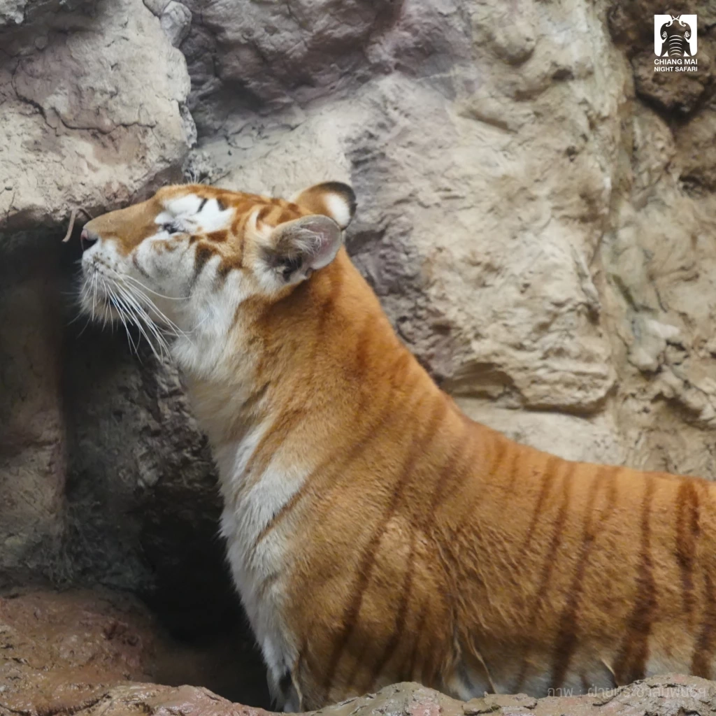 รวม 4 ดาวเด่นตัวเต็ง แห่งเชียงใหม่ไนท์ซาฟารี