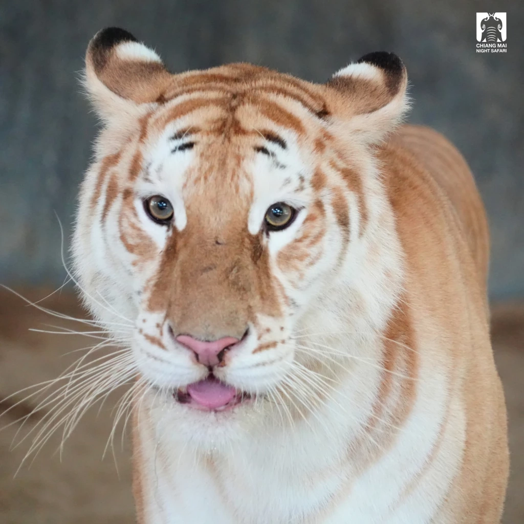 รวม 4 ดาวเด่นตัวเต็ง แห่งเชียงใหม่ไนท์ซาฟารี