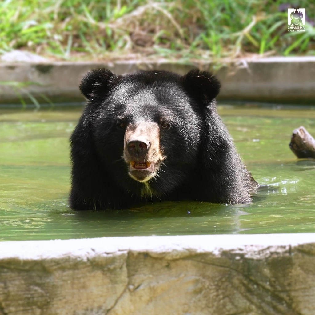 รวม 4 ดาวเด่นตัวเต็ง แห่งเชียงใหม่ไนท์ซาฟารี