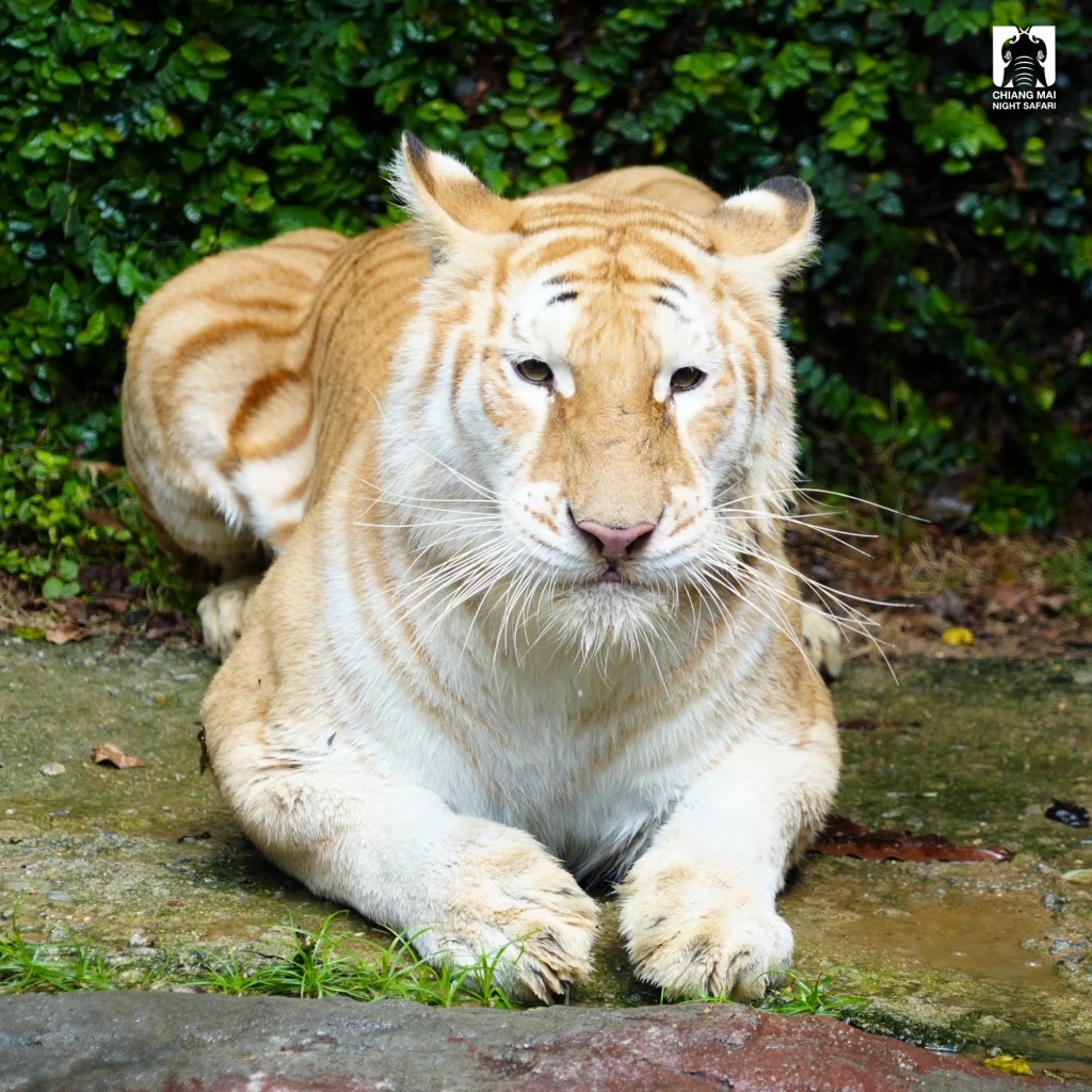 รวม 4 ดาวเด่นตัวเต็ง แห่งเชียงใหม่ไนท์ซาฟารี