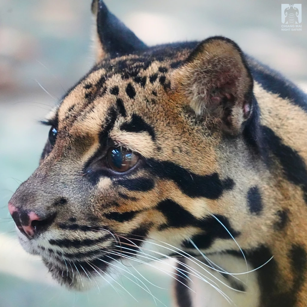 รวม 4 ดาวเด่นตัวเต็ง แห่งเชียงใหม่ไนท์ซาฟารี