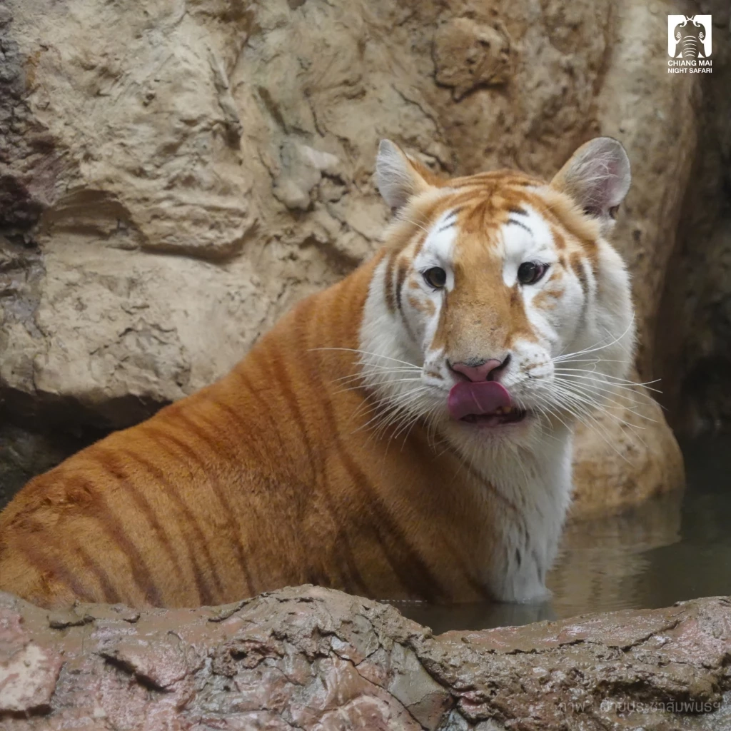 รวม 4 ดาวเด่นตัวเต็ง แห่งเชียงใหม่ไนท์ซาฟารี