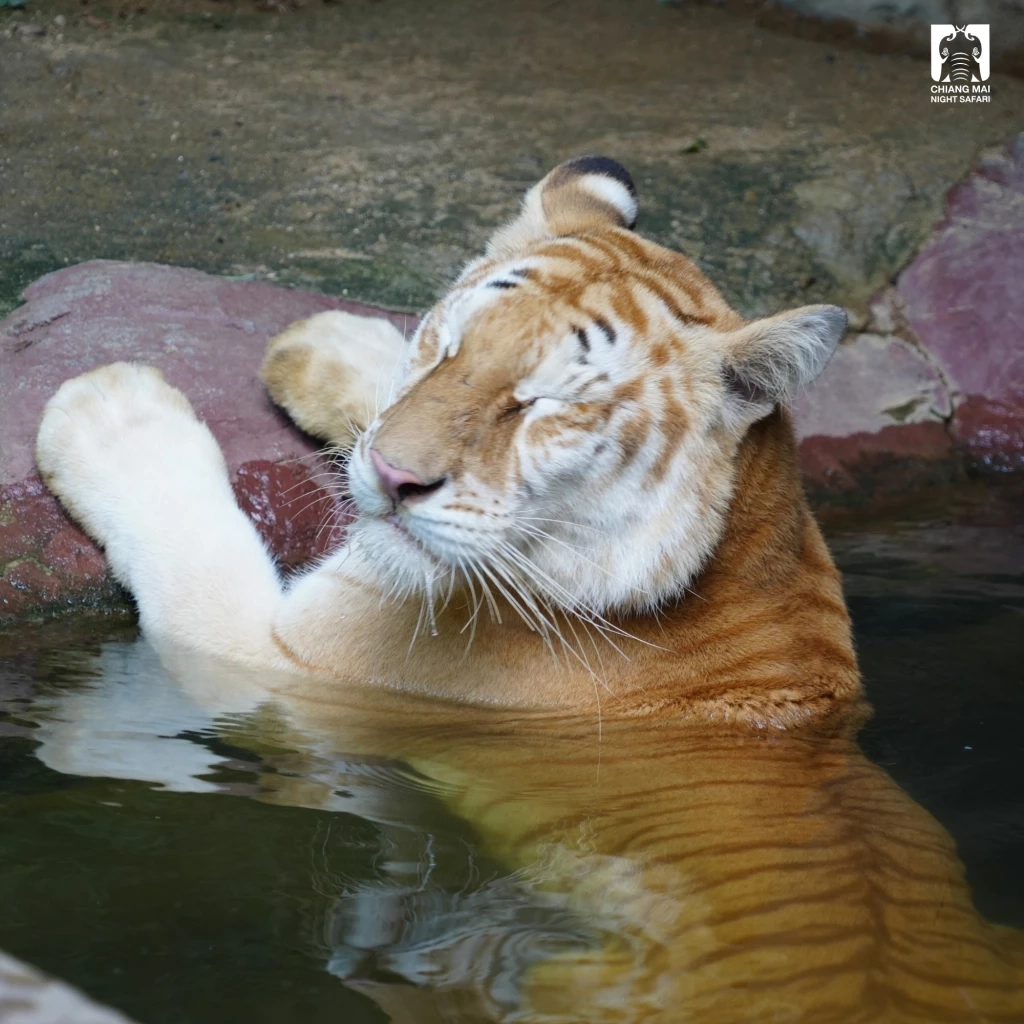 รวม 4 ดาวเด่นตัวเต็ง แห่งเชียงใหม่ไนท์ซาฟารี