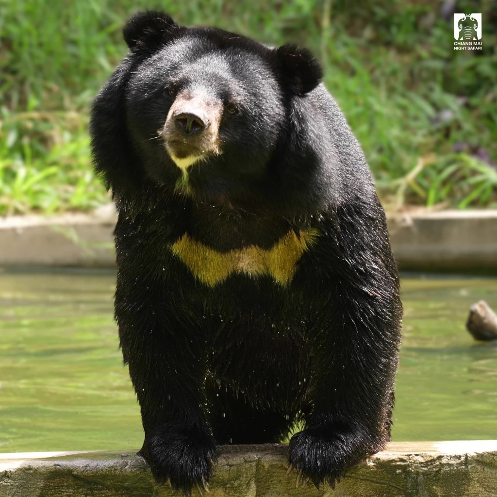 รวม 4 ดาวเด่นตัวเต็ง แห่งเชียงใหม่ไนท์ซาฟารี