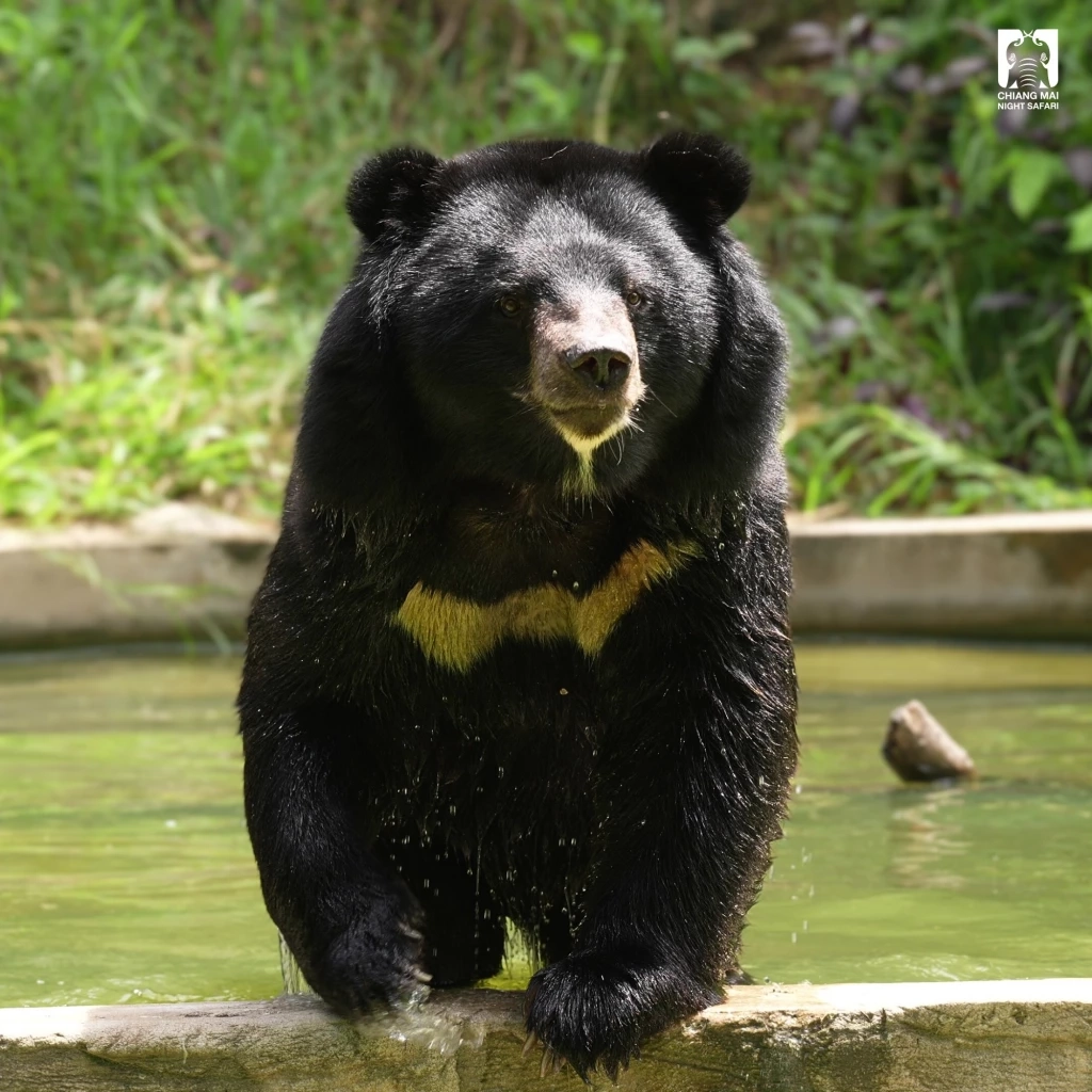 รวม 4 ดาวเด่นตัวเต็ง แห่งเชียงใหม่ไนท์ซาฟารี