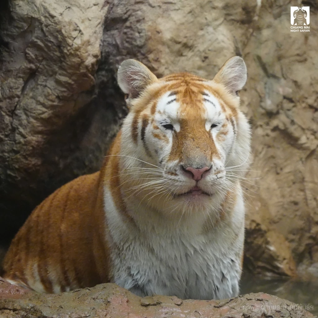 รวม 4 ดาวเด่นตัวเต็ง แห่งเชียงใหม่ไนท์ซาฟารี