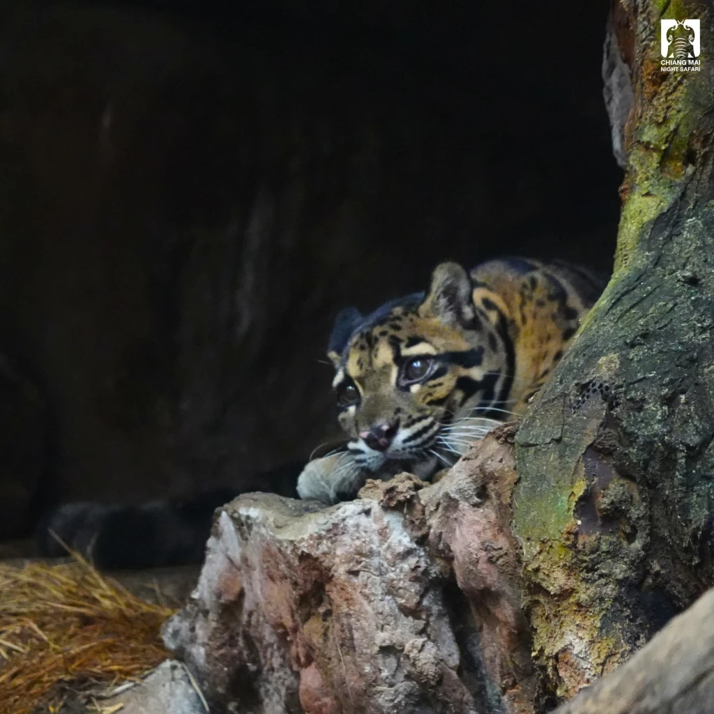 รวม 4 ดาวเด่นตัวเต็ง แห่งเชียงใหม่ไนท์ซาฟารี