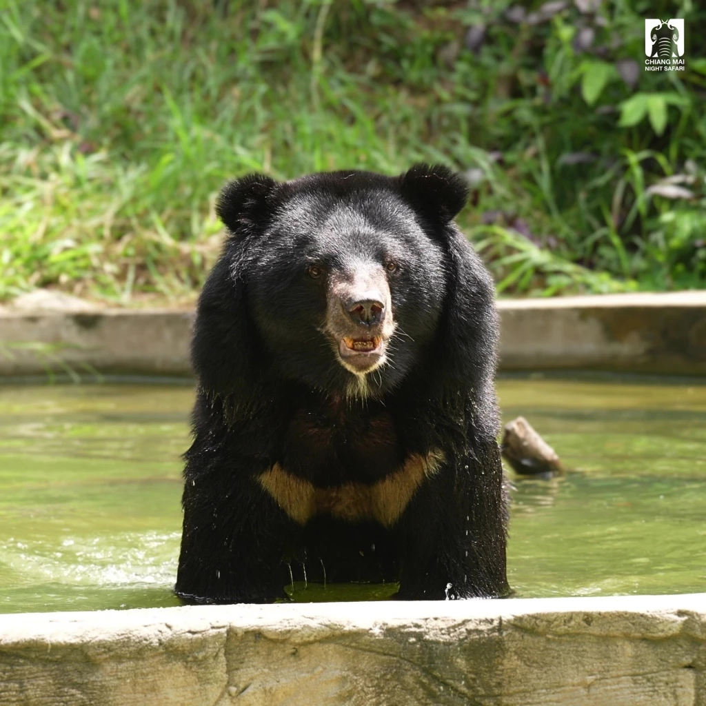รวม 4 ดาวเด่นตัวเต็ง แห่งเชียงใหม่ไนท์ซาฟารี