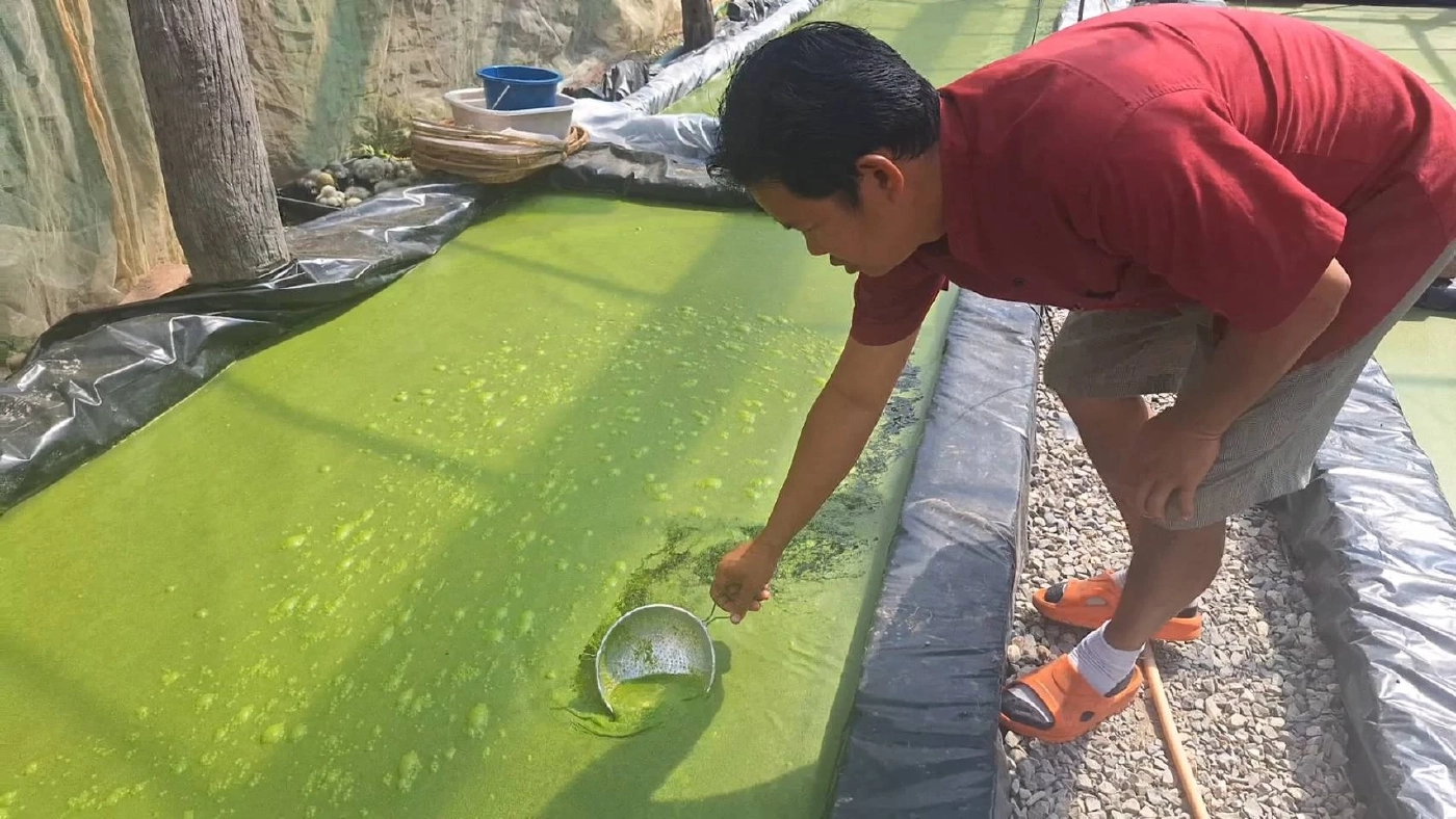 พืชแห่งอนาคต คาร์เวียประเทศไทย “ไข่ผำ” พืชมหัศจรรย์สร้างรายได้มหาศาล!