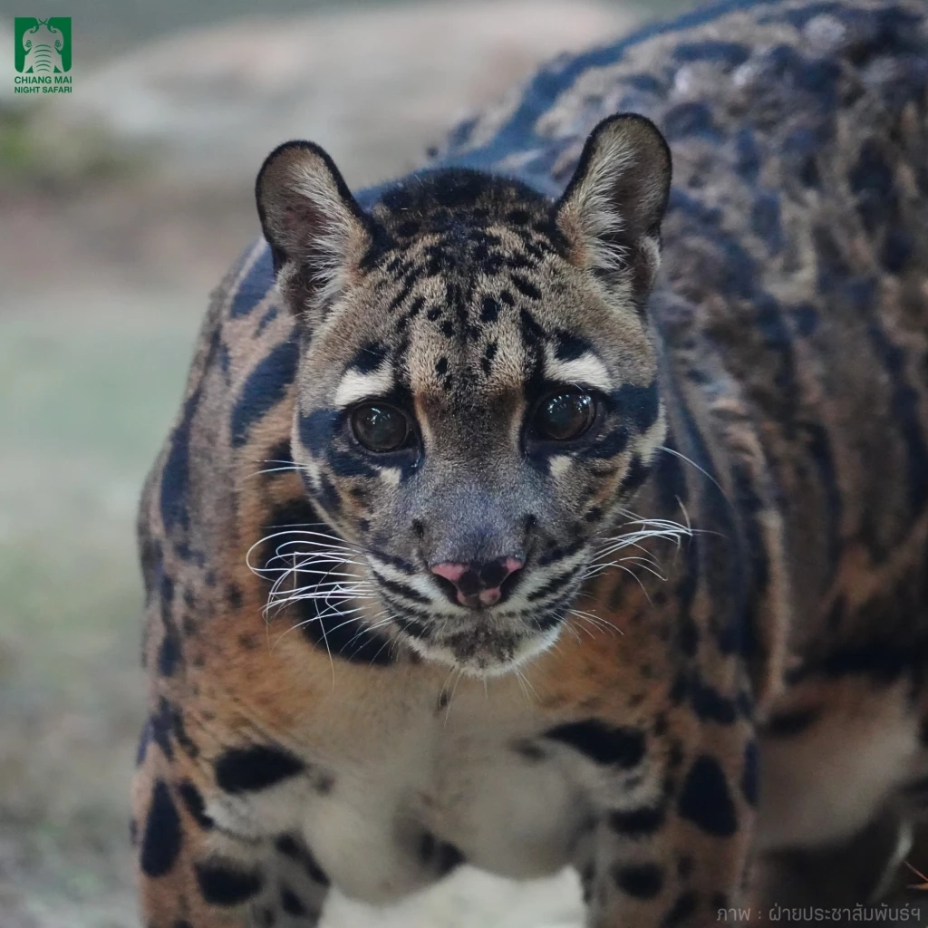 รวม 4 ดาวเด่นตัวเต็ง แห่งเชียงใหม่ไนท์ซาฟารี