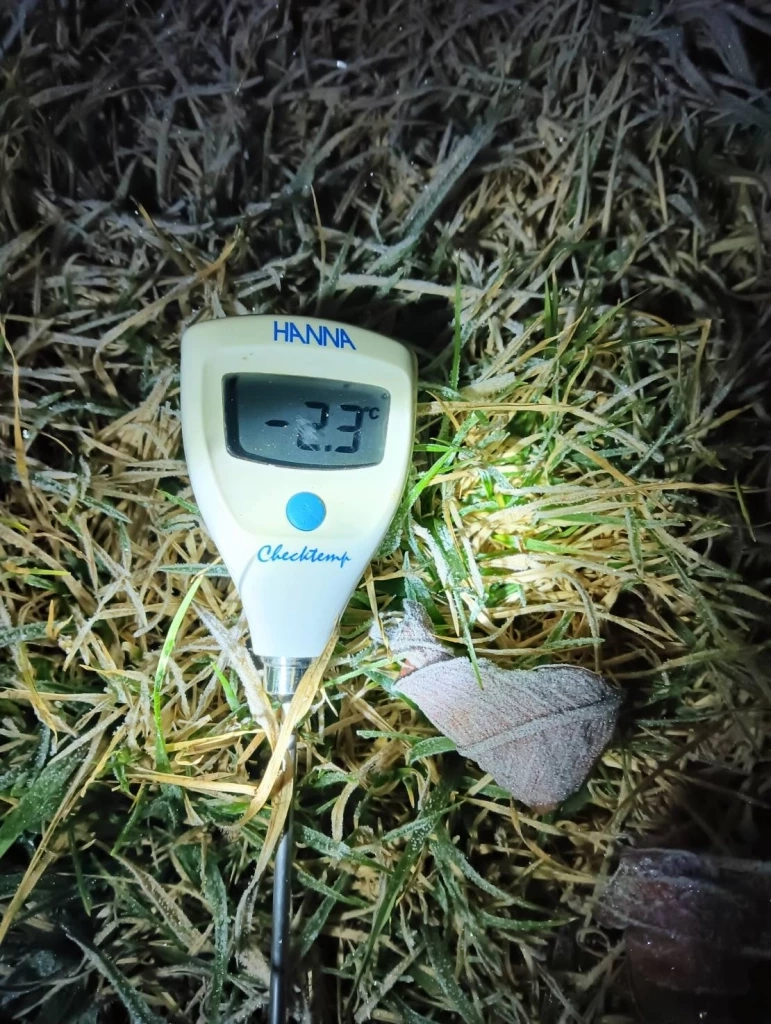 ดอยอินทนนท์เย็นยะเยือก ยอดหญ้าอุณหภูมิติดลบ เหมยขาบโผล่รอบ 3 ของปี