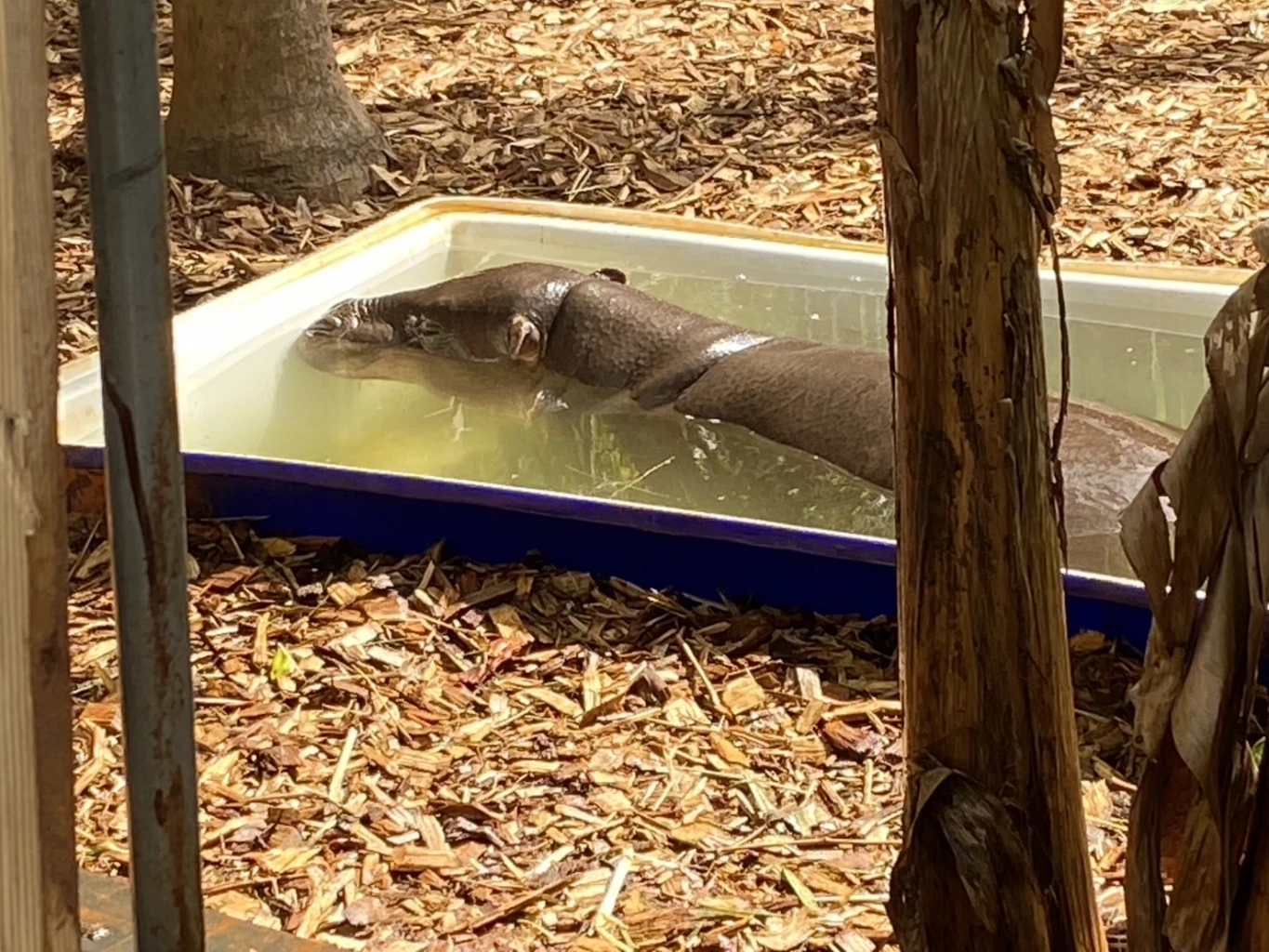 นทท.เที่ยวสวนสัตว์โคราช ชม "หมูมะนาว" ว่าที่เจ้าสาว "หมูตุ๋น"