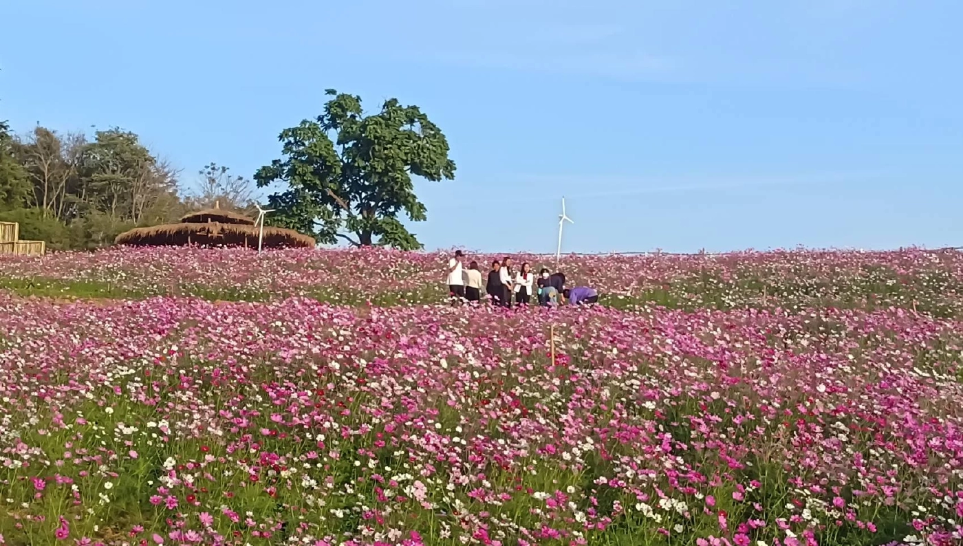 ชัยภูมิ เปิดทุ่งดอกไม้ซับสะเลเต ผลักการท่องเที่ยวกระตุ้นเศรษฐกิจชุมชน