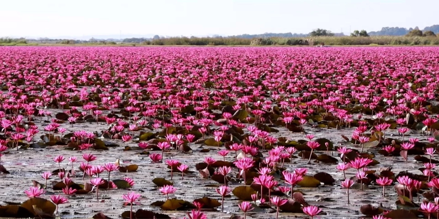 ชวนชมทะเลบัวแดงหนองหาน บานสะพรั่งตระการตา ที่ อุดรธานี