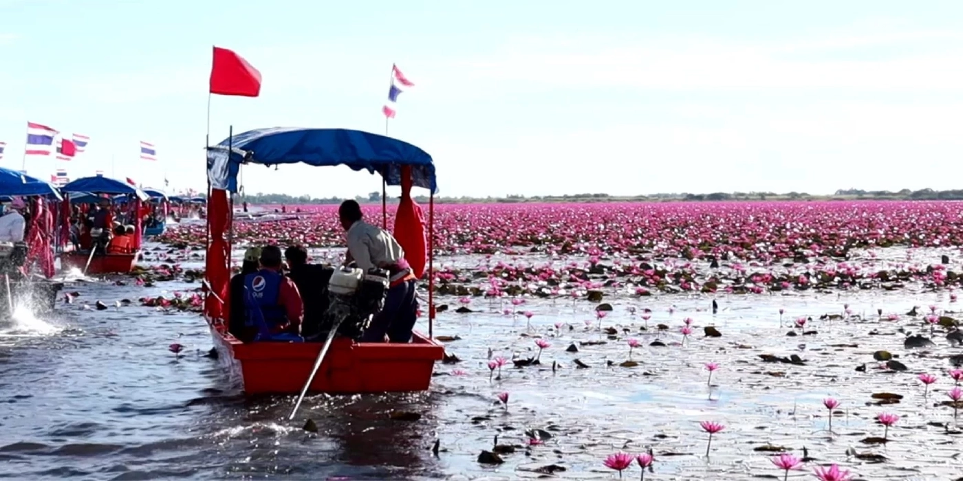 ชวนชมทะเลบัวแดงหนองหาน บานสะพรั่งตระการตา ที่ อุดรธานี