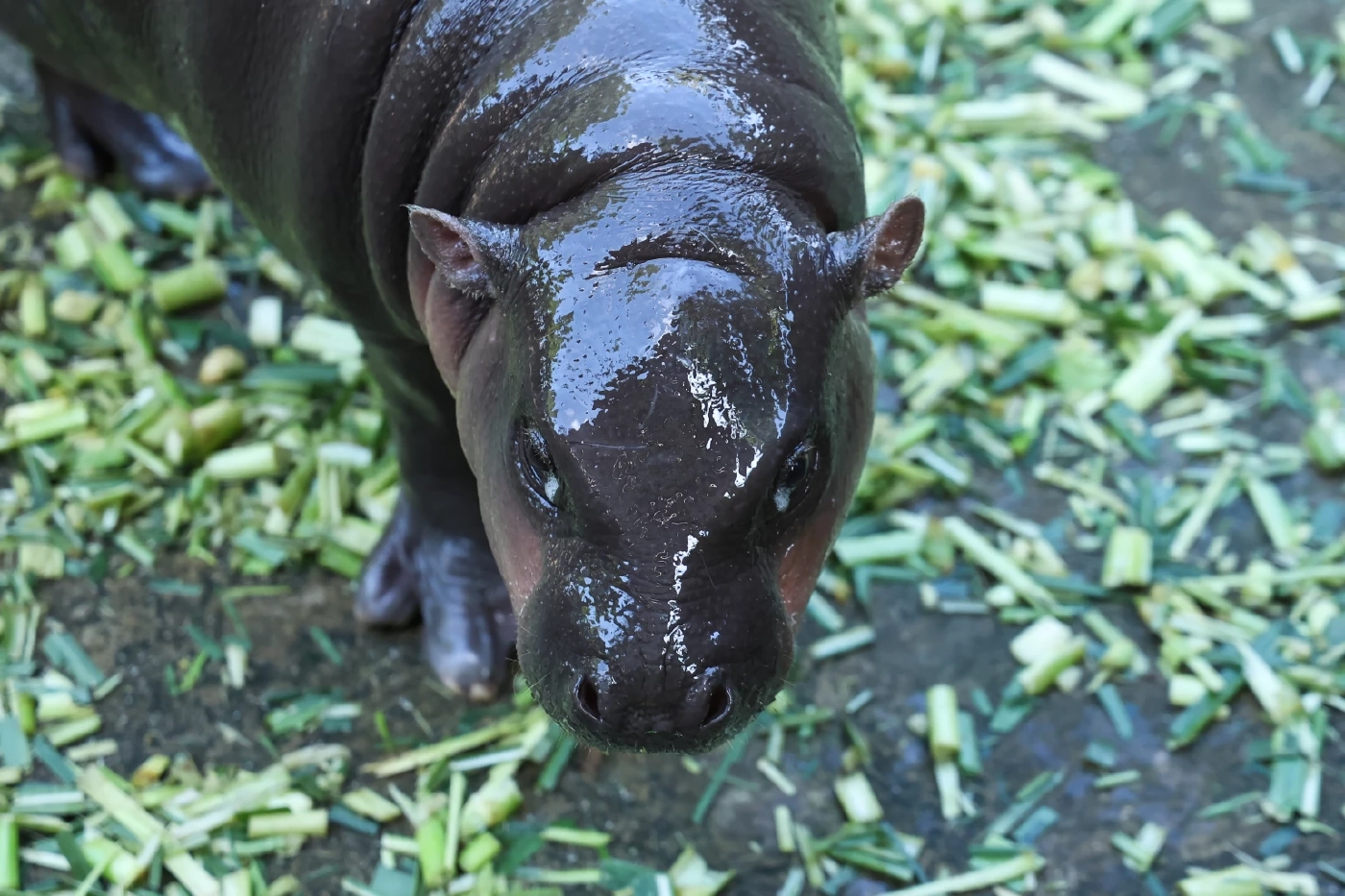 โพลยกดาราชายแห่งปี “ณเดชน์ คูกิมิยะ” ดาราหญิง “เบลล่า ราณี” ข่าวแห่งปี “หมูเด้ง” กลบทุกกระแส
