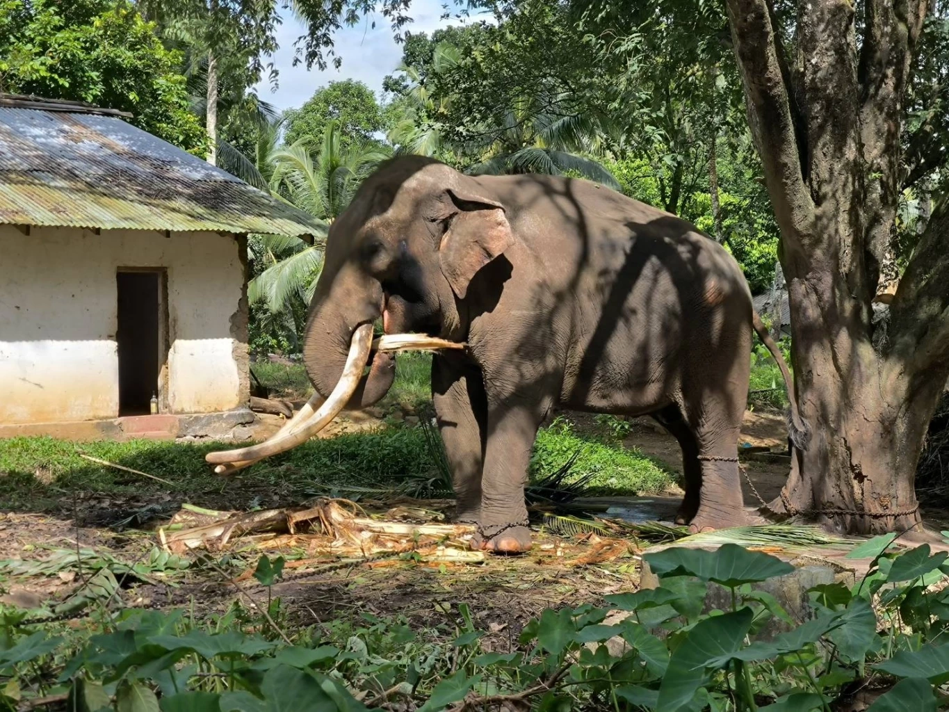 "พลายประตูผา​-​พลายศรีณรงค์" 2 ช้างไทยที่ "ศรีลังกา" สุขภาพแข็งแรง
