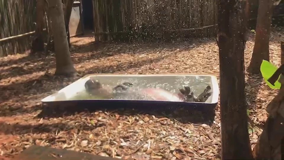 นทท.เที่ยวสวนสัตว์โคราช ชม "หมูมะนาว" ว่าที่เจ้าสาว "หมูตุ๋น"