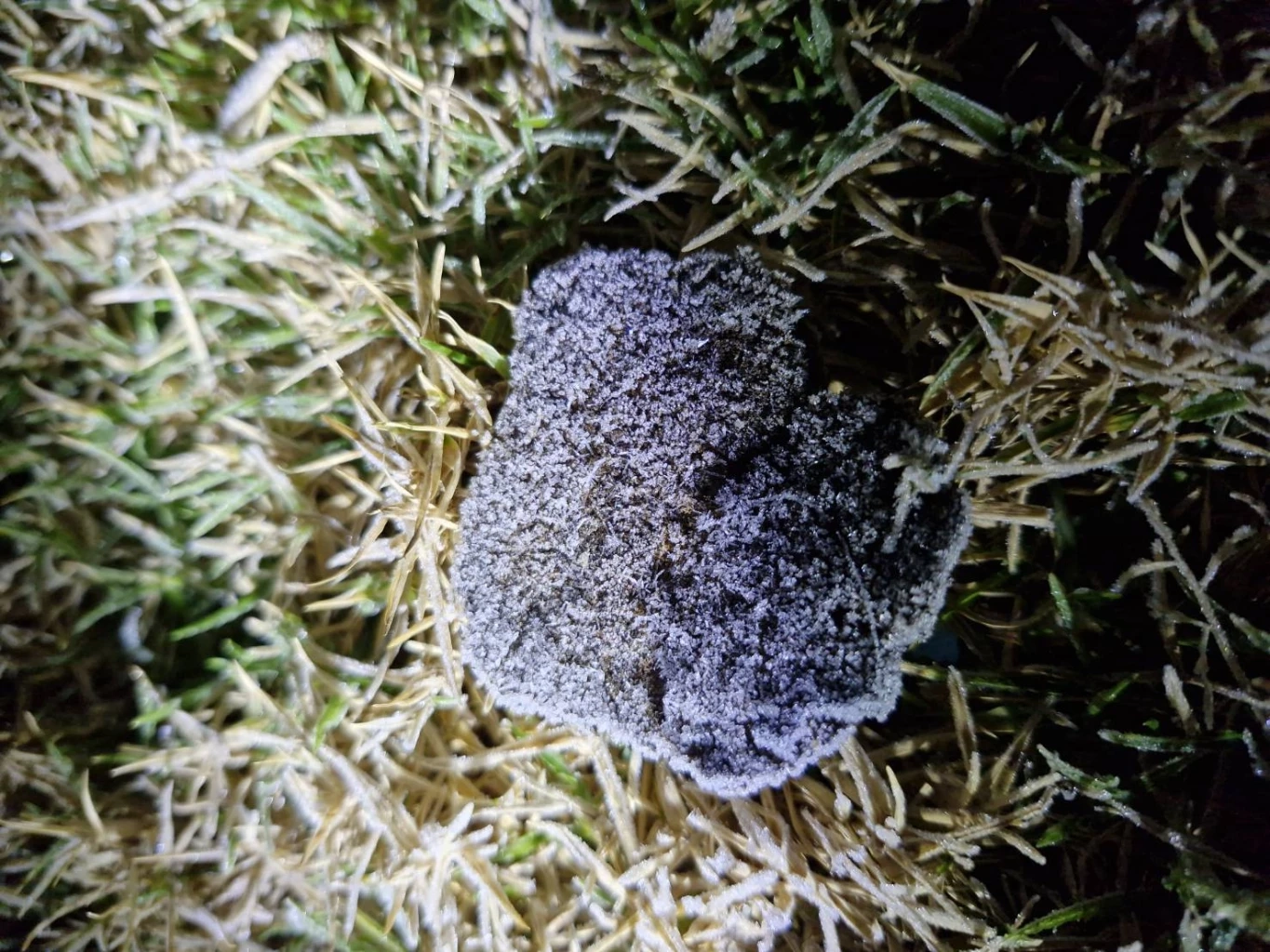 ดอยอินทนนท์เย็นยะเยือก ยอดหญ้าอุณหภูมิติดลบ เหมยขาบโผล่รอบ 3 ของปี