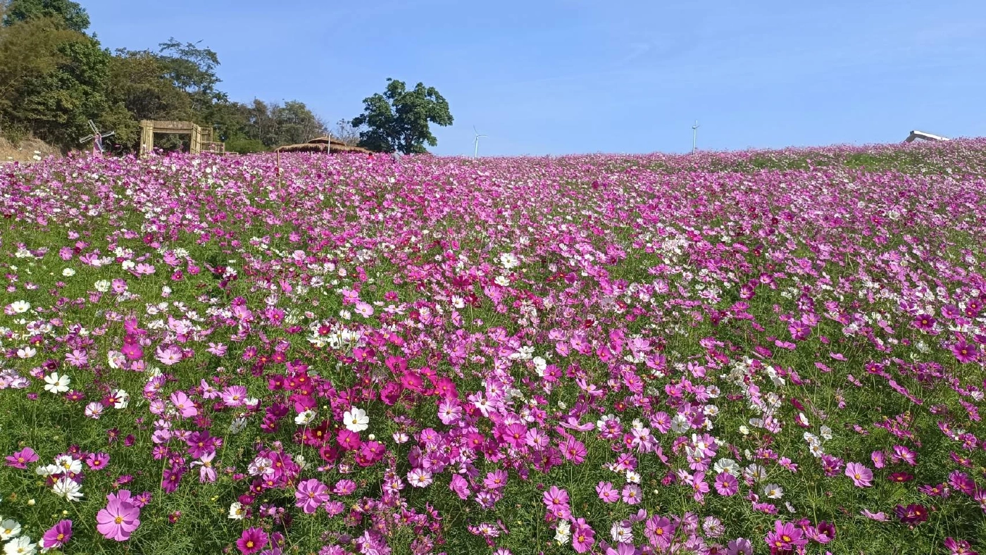 ชัยภูมิ เปิดทุ่งดอกไม้ซับสะเลเต ผลักการท่องเที่ยวกระตุ้นเศรษฐกิจชุมชน