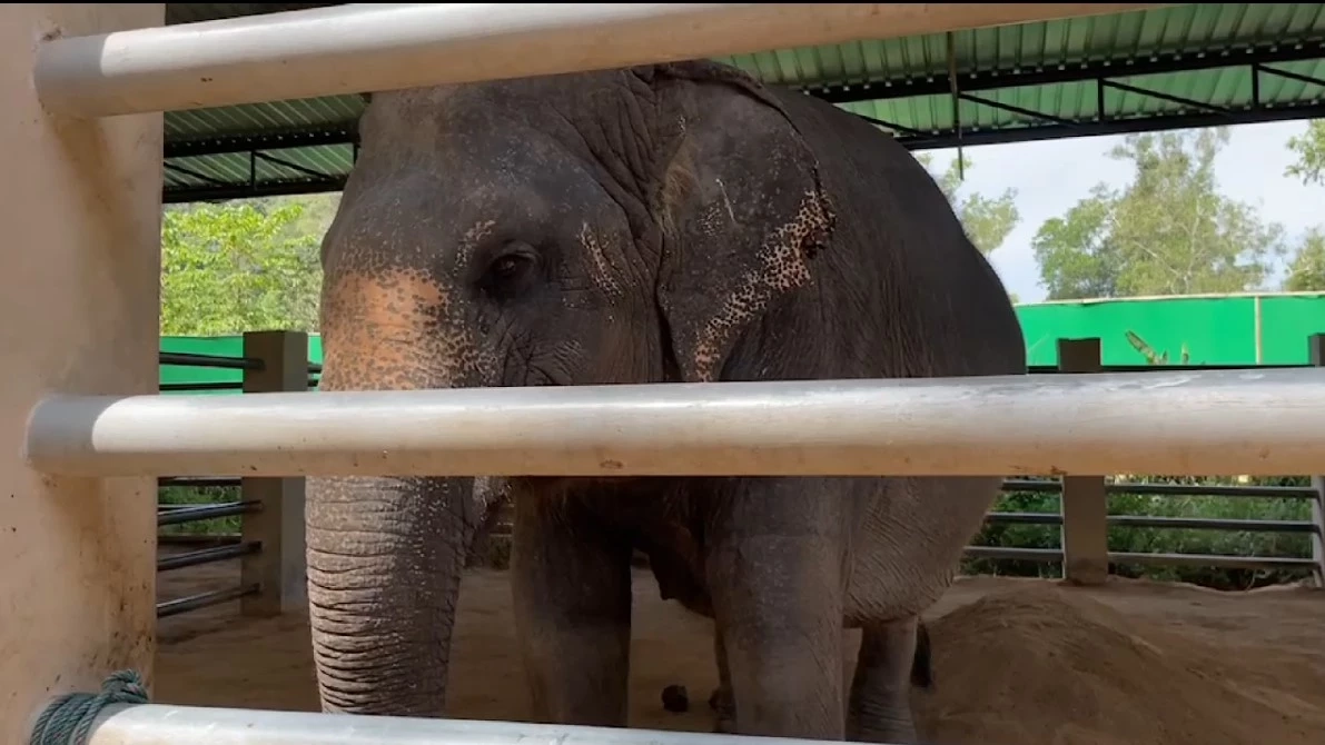 ที่สุดแห่งปี 2567 คดีฝรั่งเตะหมอ สะเทือนไปทั้งหาดภูเก็ต