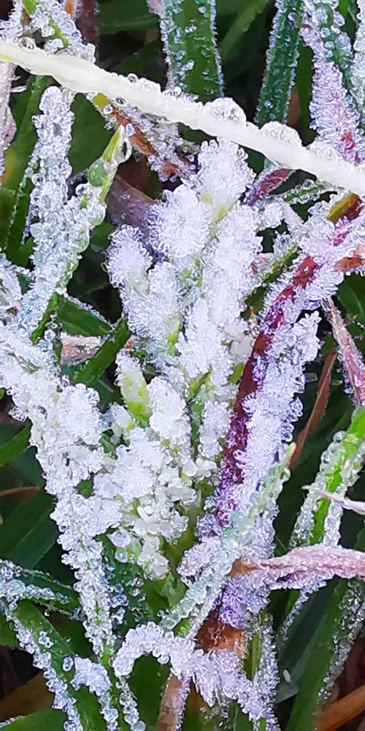 ดอยอินทนนท์เย็นยะเยือก ยอดหญ้าอุณหภูมิติดลบ เหมยขาบโผล่รอบ 3 ของปี