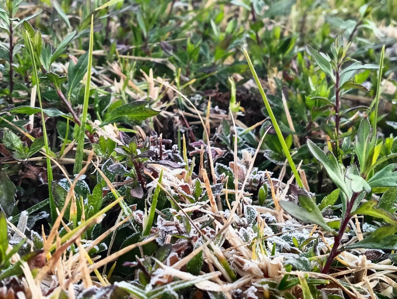 ดอยอินทนนท์เย็นยะเยือก ยอดหญ้าอุณหภูมิติดลบ เหมยขาบโผล่รอบ 3 ของปี