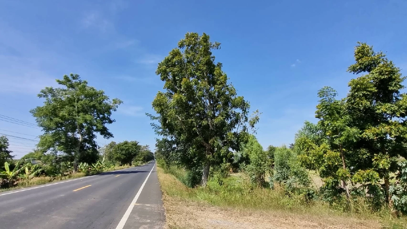 ลืออาถรรพ์ต้นสะเดา หลังโค้ง ถ.348 ปะคำ-โนนดินแดง จ.บุรีรัมย์