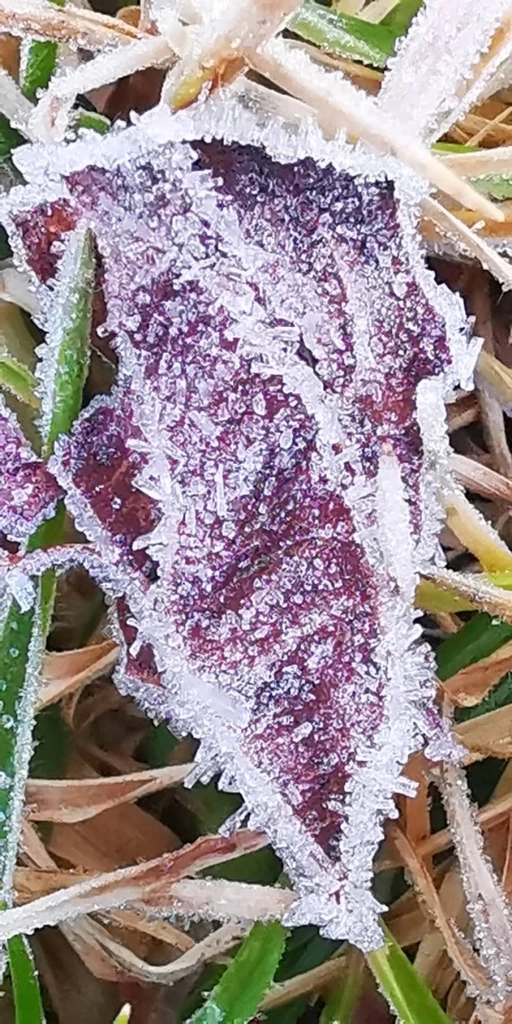 ดอยอินทนนท์เย็นยะเยือก ยอดหญ้าอุณหภูมิติดลบ เหมยขาบโผล่รอบ 3 ของปี