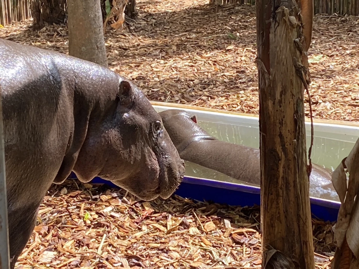 นทท.เที่ยวสวนสัตว์โคราช ชม "หมูมะนาว" ว่าที่เจ้าสาว "หมูตุ๋น"