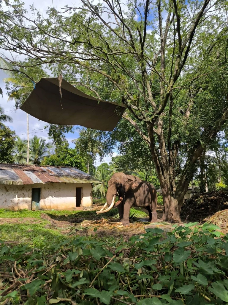 "พลายประตูผา​-​พลายศรีณรงค์" 2 ช้างไทยที่ "ศรีลังกา" สุขภาพแข็งแรง