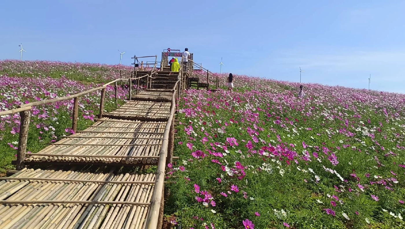 ชัยภูมิ เปิดทุ่งดอกไม้ซับสะเลเต ผลักการท่องเที่ยวกระตุ้นเศรษฐกิจชุมชน