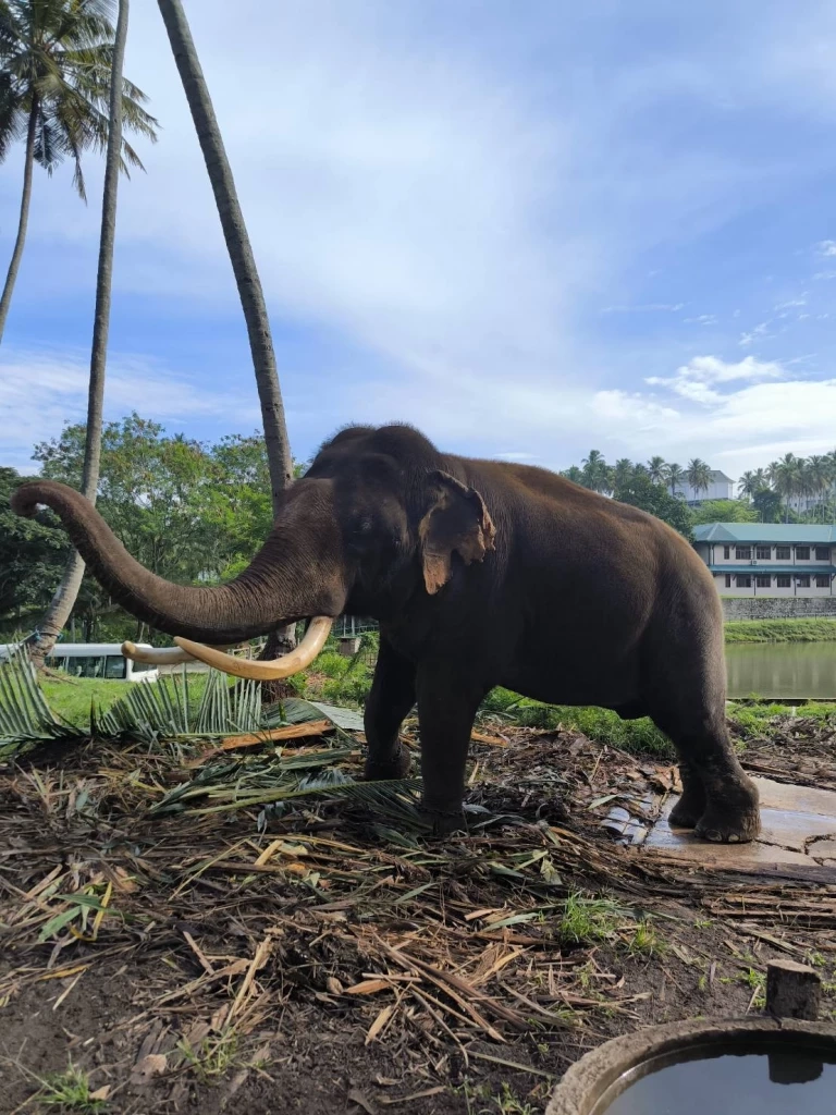 "พลายประตูผา​-​พลายศรีณรงค์" 2 ช้างไทยที่ "ศรีลังกา" สุขภาพแข็งแรง