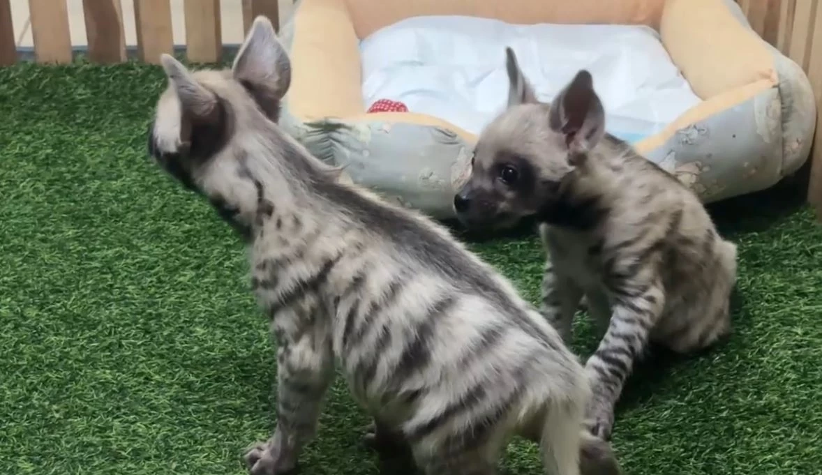 เชียงใหม่ไนท์ซาฟารี เปิดตัวสมาชิกใหม่ "ลูกไฮยีน่าลายแถบ" ต้อนรับตรุษจีน