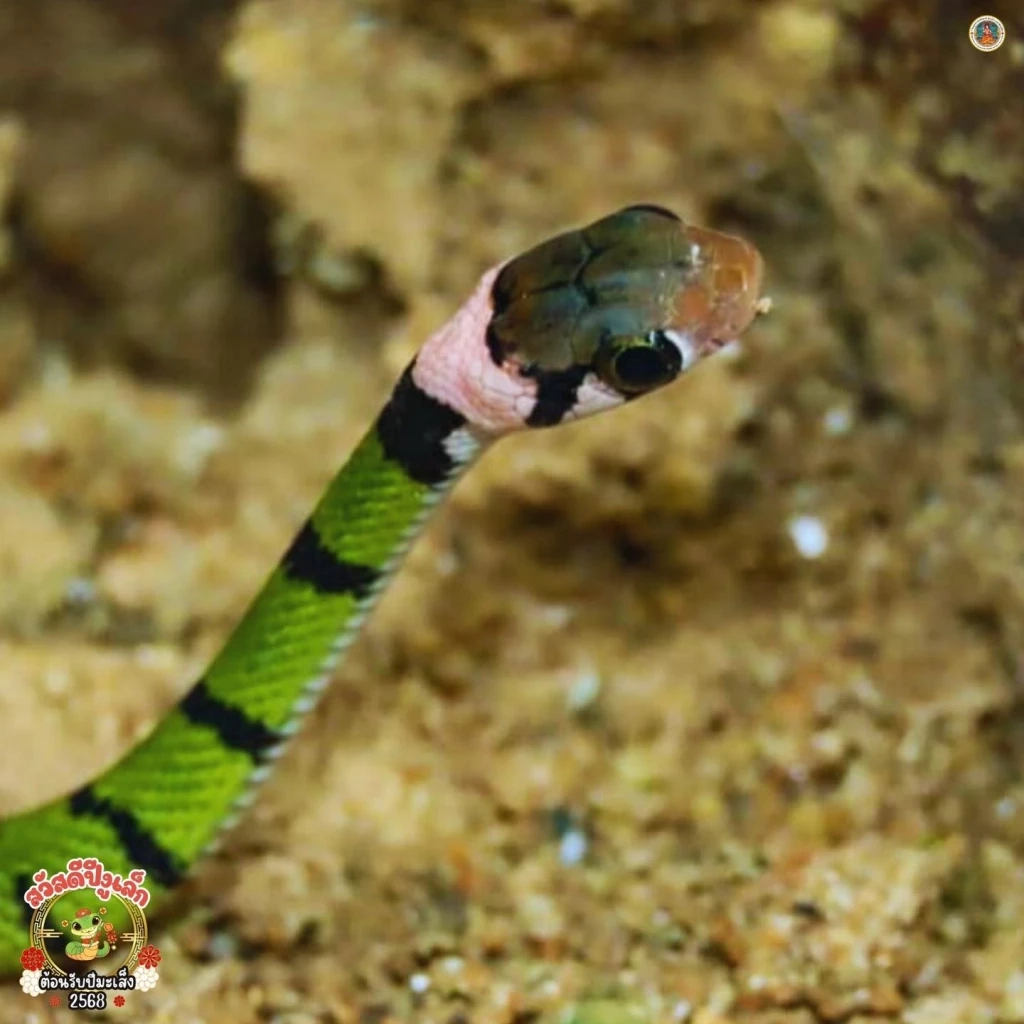 ภาพจาก : FB ประชาสัมพันธ์ กรมอุทยานแห่งชาติ สัตว์ป่า และพันธุ์พืช