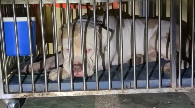 ช็อก! พระเลขาฯเจ้าอาวาสถูก พิทบูล ขย้ำมรณภาพคากุฏิ