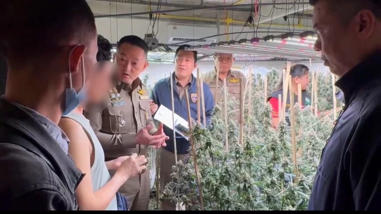 กลิ่นหึ่ง ตม.บุกทลายตึกแถว 4 ชั้น ลักลอบปลูกกัญชาทั้งตึก จับต่างด้าว