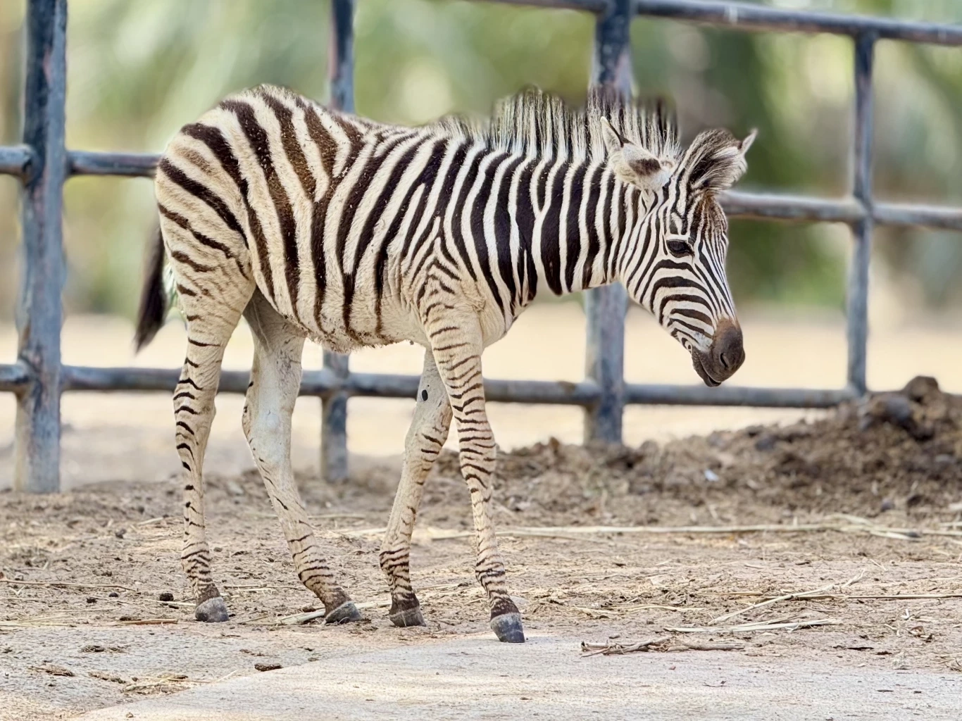 สวนสัตว์เปิดเขาเขียว อวดโฉมความน่ารักสมาชิกใหม่ "ลูกม้าลาย"
