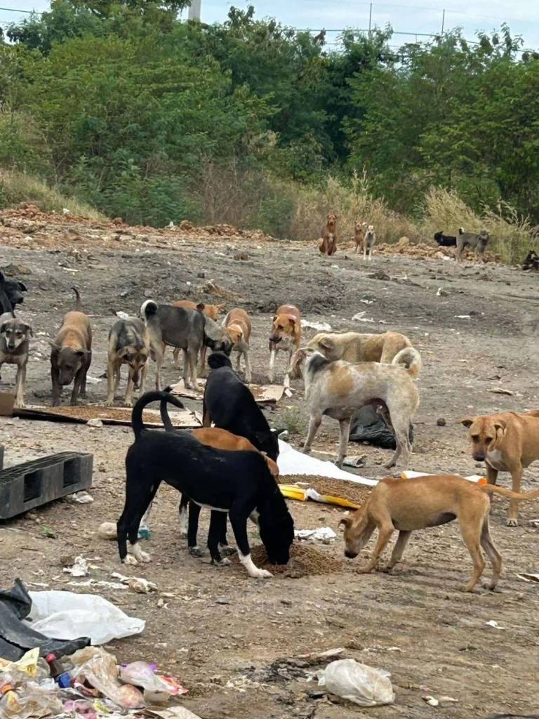 คนรักน้องหมาเศร้า! หมาจรกว่า 700 ตัว อดตายเพียบ วอนหน่วยงานรัฐช่วยเหลือ