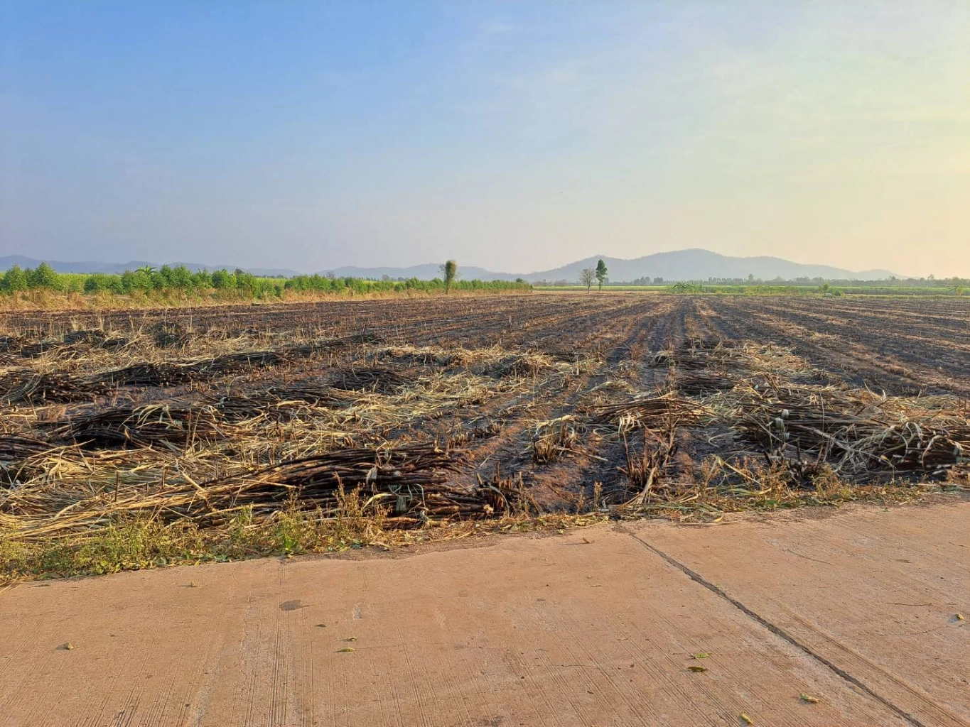 “เอกนัฏ” เชื่อไม่มีเผาอ้อย ท้าทายมาตรการเข้มงวด เพื่อลด "PM2.5" ก่อนปิดหีบ