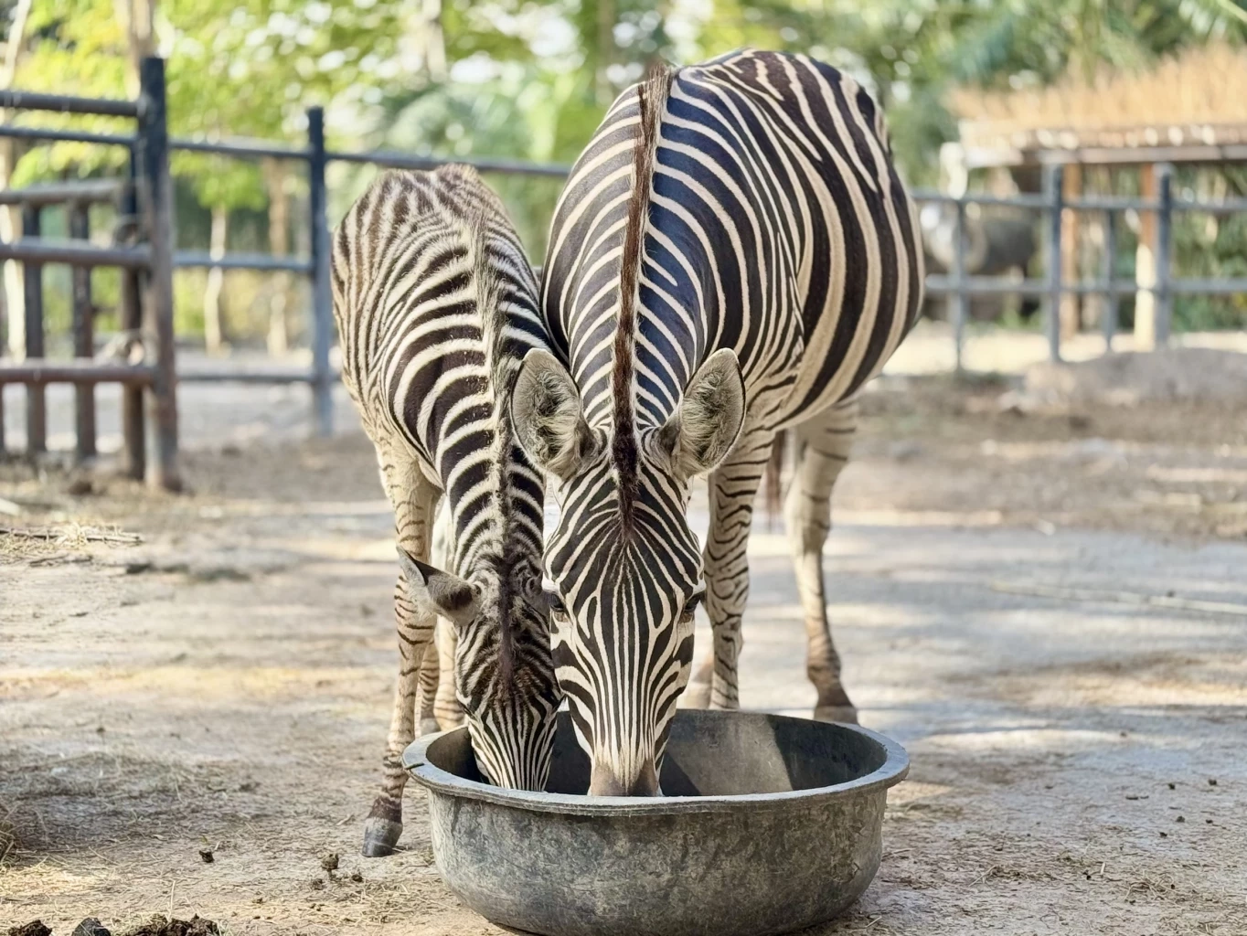 สวนสัตว์เปิดเขาเขียว อวดโฉมความน่ารักสมาชิกใหม่ "ลูกม้าลาย"
