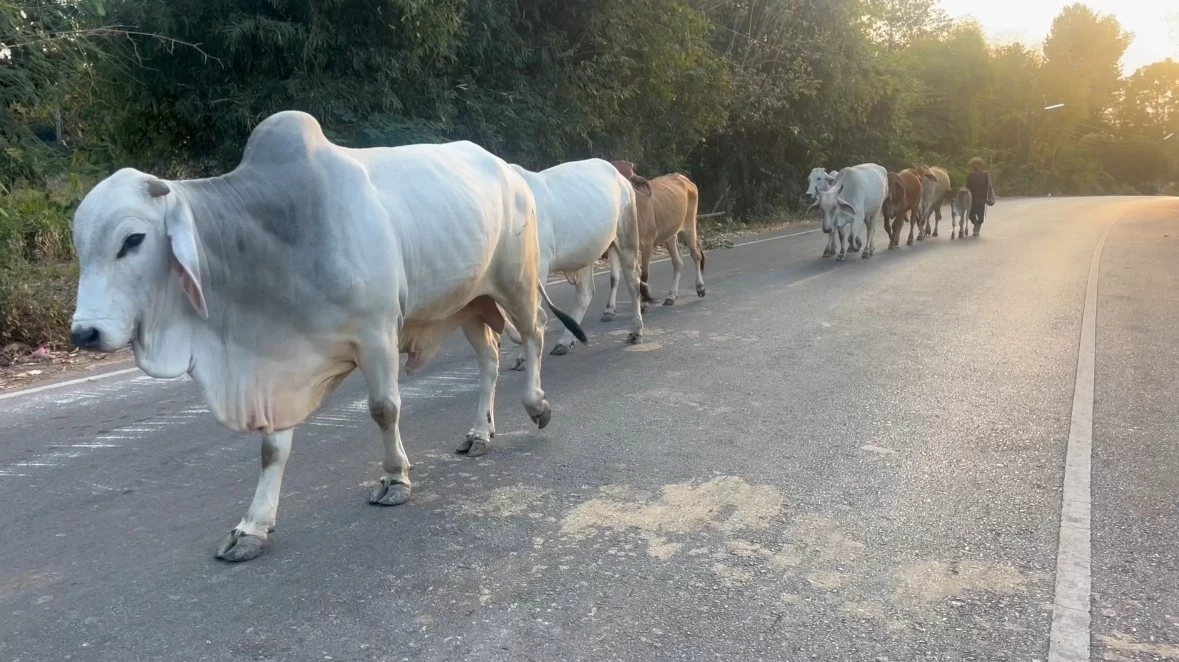 ขอนแก่น คุมโรคพิษสุนัขบ้าในเนื้อวัวได้ 100% โต้ข่าวชาวบ้านติดเชื้อ 400 คน