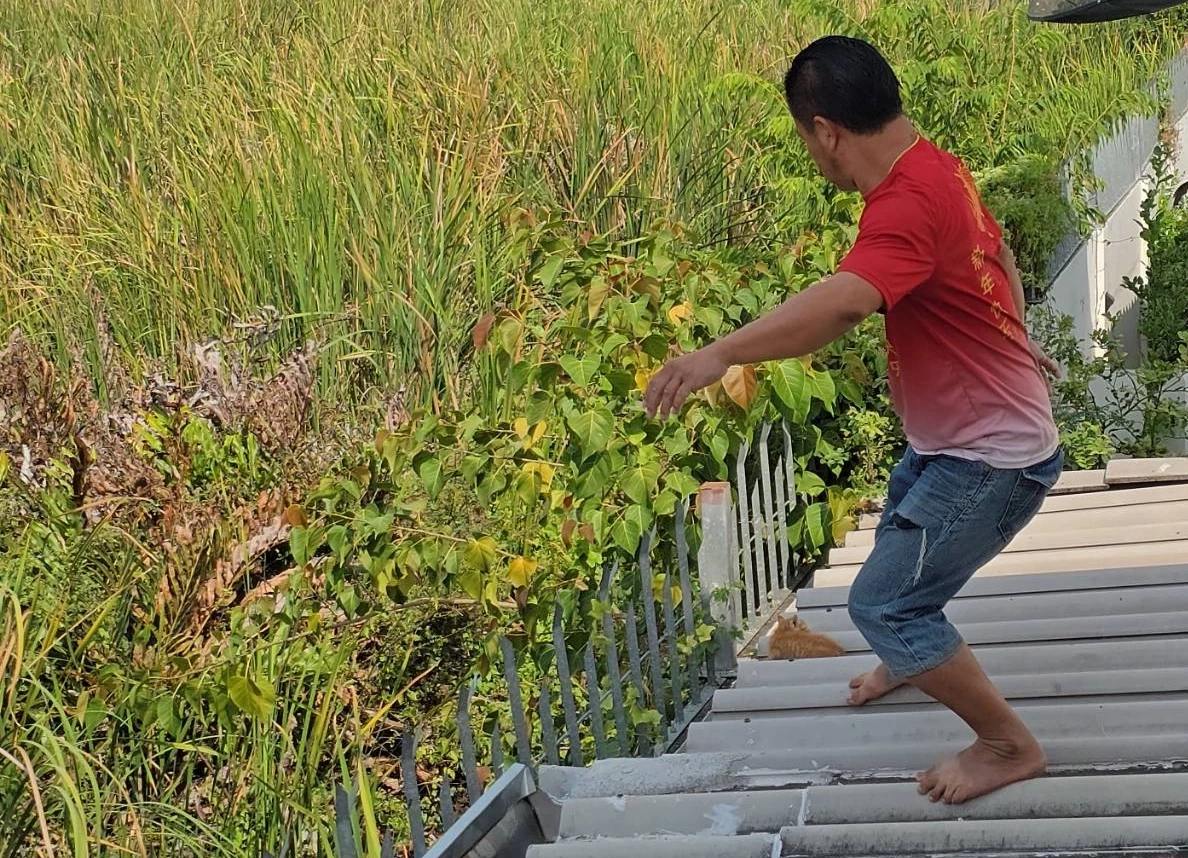 กู้ภัยช่วยลูกแมวจร หลังแม่คาบมาทิ้งไว้บนหลังคา เผยจะนำไปเลี้ยงเอง ตั้งชื่อให้แล้ว