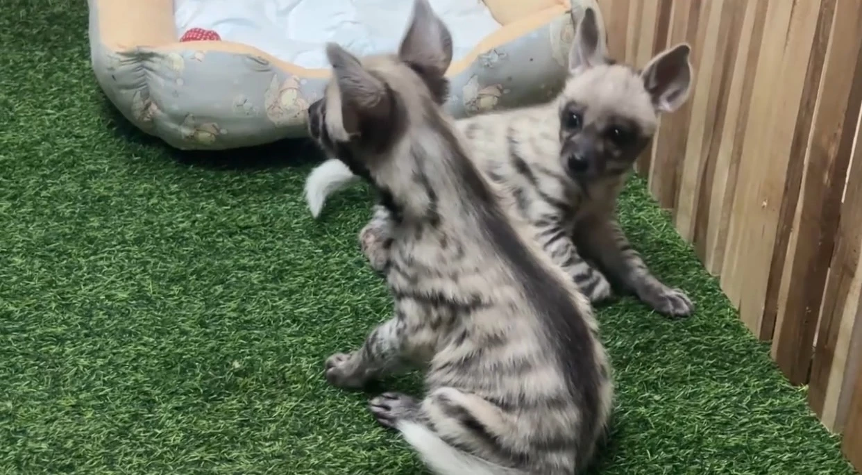 เชียงใหม่ไนท์ซาฟารี เปิดตัวสมาชิกใหม่ "ลูกไฮยีน่าลายแถบ" ต้อนรับตรุษจีน